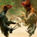know how cockfighting started in konaseema and godavari districts and why it remains a deeply rooted sankranthi tradition even today