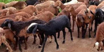 medchal police bust illegal sheep blood racket as experts explain real medical use in antivenom and lab tests.