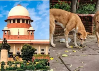 supreme court questions rising stray dog protection petitions, stresses public safety, sterilization, and balanced animal welfare measures.