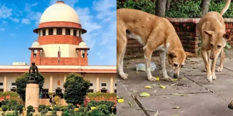 supreme court questions rising stray dog protection petitions, stresses public safety, sterilization, and balanced animal welfare measures.