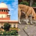 supreme court questions rising stray dog protection petitions, stresses public safety, sterilization, and balanced animal welfare measures.