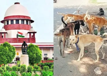supreme court warns states of heavy fines and compensation for every stray dog bite amid rising attacks nationwide.