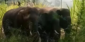 Wild elephants roaming streets of Chittoor city