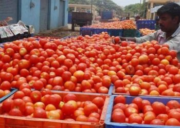 tomato prices fell sharply in kurnool markets