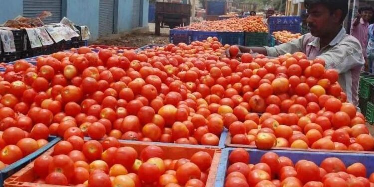 tomato prices fell sharply in kurnool markets