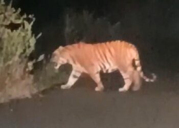 Tiger spotted near national highway in East Godavari district