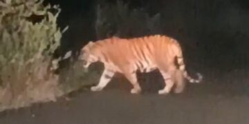 Tiger spotted near national highway in East Godavari district
