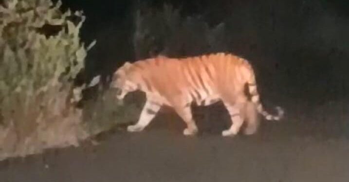 Tiger spotted near national highway in East Godavari district