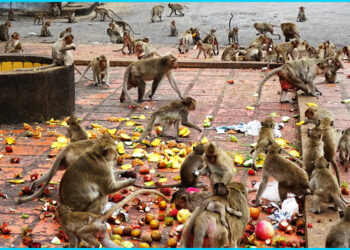 Monkeys create panic in Valmidi village of Jangaon district