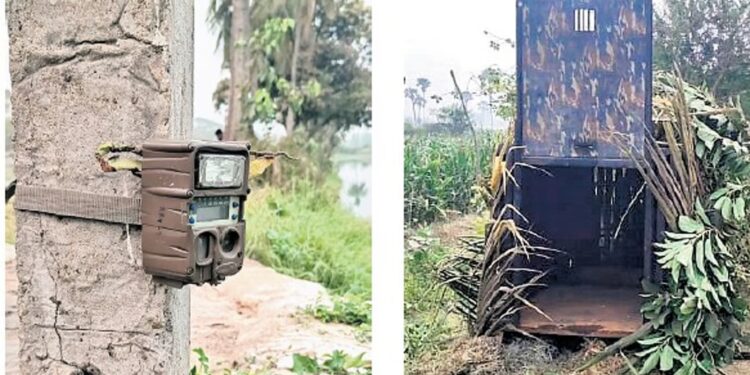 Forest officials intensify efforts to capture a tiger spotted near Rajahmundry as security and rescue teams remain on alert.