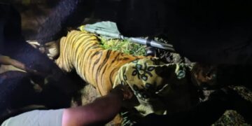 Forest officials capturing a big tiger in East Godavari village