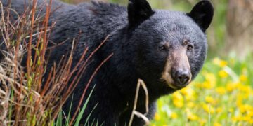 Forest officials conducting search after bear attack in Railway Koduru village