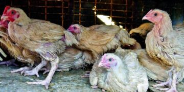 Chicken prices drop in local markets bringing relief to consumers
