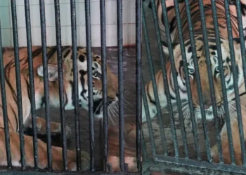 Forest officials capturing tiger in East Godavari district