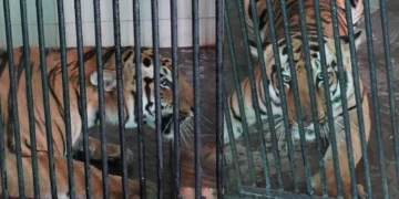 Forest officials capturing tiger in East Godavari district