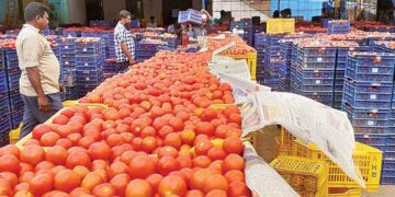 Tomato farmers in the Telugu states face heavy losses as prices crash to single digits, triggering distress in Krishna district.