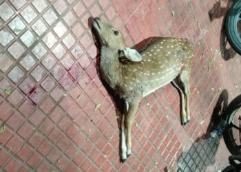 Leopard attack near Alipiri check post in Tirupati