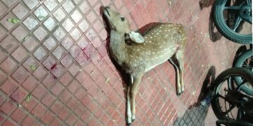 Leopard attack near Alipiri check post in Tirupati