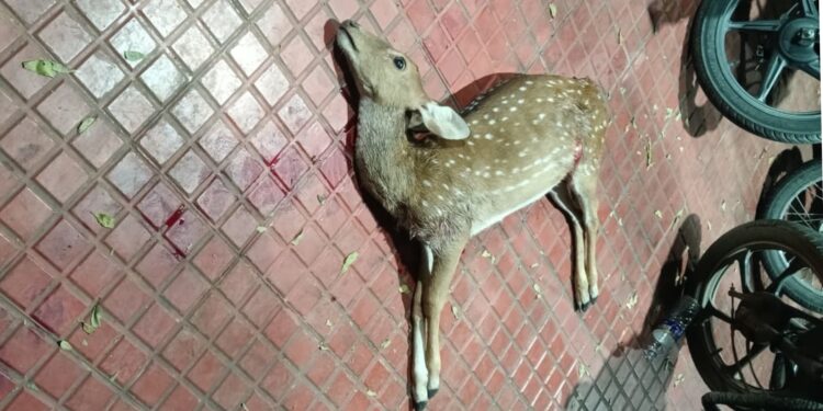 Leopard attack near Alipiri check post in Tirupati