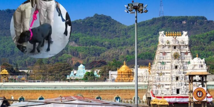 Police conduct search after Tirupati hotel bomb threat